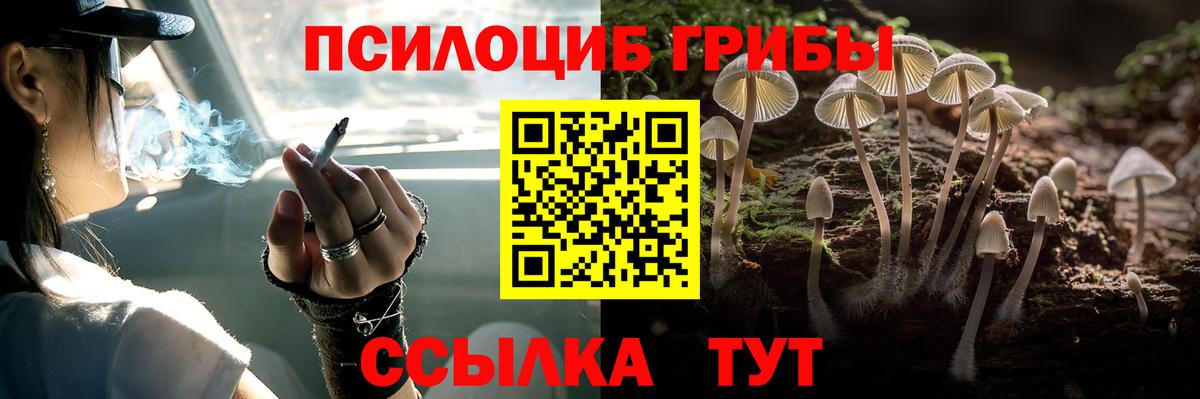 Псилоцибиновые грибы Cubensis  Вход с VPN  Истра  Псилоцибиновые грибы Psilocybe 